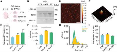 Extracellular vesicles released by LPS-stimulated spinal organotypic slices spread neuroinflammation into naïve slices through connexin43 hemichannel opening and astrocyte aberrant calcium dynamics